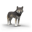 Schleich Wolf toy figure - front product image