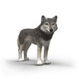 Schleich Wolf toy figure - front product image